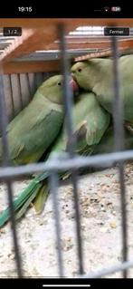 Groene halsbanden 2023, Dieren en Toebehoren, Vogels | Parkieten en Papegaaien