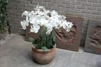Terracotta met orchidee, Tuin en Terras, Ophalen, 40 cm of meer, Rond, Tuin