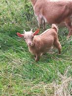 Mooie Jonge Dwerggeitjes Abrikoos  Choco, Stippel,  Palomino, Dieren en Toebehoren, Schapen, Geiten en Varkens