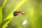 Guppy's, Dieren en Toebehoren, Vissen | Aquariumvissen, Vis, Zoetwatervis
