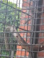 Rode kardinaal, Dieren en Toebehoren, Vrouwelijk, Wildzangvogel, Geringd
