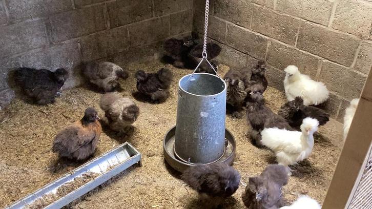 Usa zijdehoen, Dieren en Toebehoren, Pluimvee, Kip, Vrouwelijk