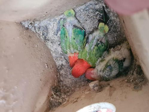 Agapornis Fischeri jongen voor handopfok, Dieren en Toebehoren, Vogels | Parkieten en Papegaaien, Dwergpapegaai of Agapornis, Geslacht onbekend