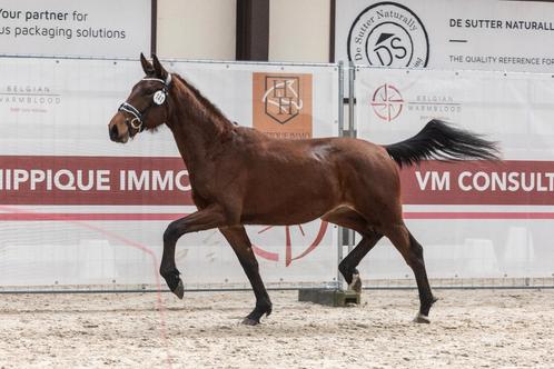 Bwp 2jarige ruin uit een United merrie, Dieren en Toebehoren, Paarden, Merrie