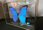 Morpho Didius uit Peru - ook wel de grote blauwe genoemd - n, Verzamelen, Nieuw, Opgezet dier, Ophalen of Verzenden, Insect