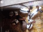 konijnen, Meerdere dieren, Groot, 0 tot 2 jaar