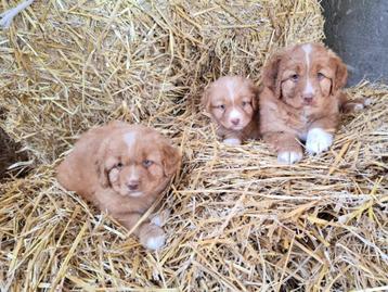 toller retriever pups, beide ouders zijn hier aanwezig beschikbaar voor biedingen