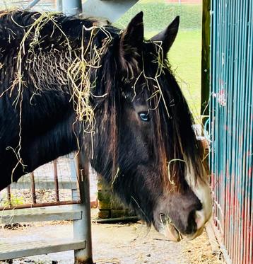 Mooie, brave Irisch Cob x Friese ruin