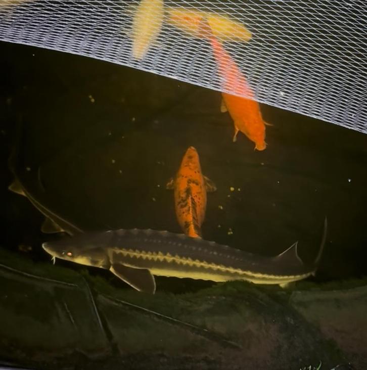 Diamantsteur 120 cm, Dieren en Toebehoren, Vissen | Vijvervissen