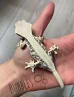 High end lilly white wimpergekko man, Dieren en Toebehoren, Overige soorten, 0 tot 2 jaar