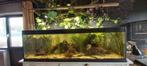 Aquarium 180cm, Animaux & Accessoires, Poissons | Aquariums & Accessoires, Comme neuf, Enlèvement