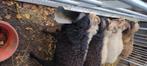 rammetjes ouessant, minischaapjes, Dieren en Toebehoren, Schapen, Geiten en Varkens, Mannelijk, Schaap, 0 tot 2 jaar