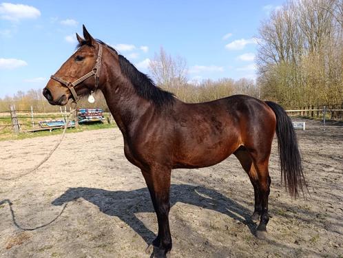 Beloftevolle Quatre-Mai zoon te koop, Dieren en Toebehoren, Paarden, Hengst, Onbeleerd, 165 tot 170 cm, 3 tot 6 jaar, Springpaard