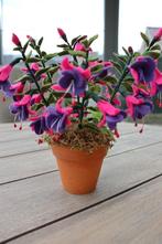 Fuchsia (bellenplant), Ophalen, Nieuw