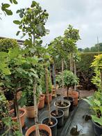 Vijgenbomen - ficus carica, Ophalen, In pot