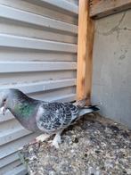 Te koop rollers(takla), Dieren en Toebehoren, Vogels | Duiven, Meerdere dieren, Tuimelaar of Roller