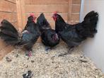 3 kweekhennen australorp tentoonstellingskwaliteit, Dieren en Toebehoren