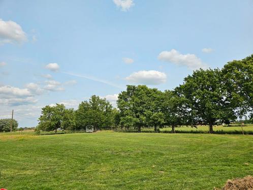 Paddock paradise in Putte (olv waver), Dieren en Toebehoren, Stalling en Weidegang, Stalling, Weidegang, 4 paarden of pony's of meer