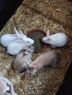 Jonge konijnen te koop, Animaux & Accessoires, Lapins, Taille moyenne, Plusieurs animaux, 0 à 2 ans