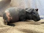 Lief skinny cavia beertje, Mannelijk, Cavia, Tam
