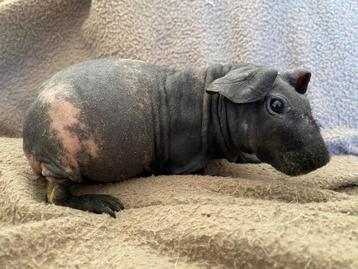 Lief skinny cavia beertje  beschikbaar voor biedingen