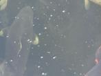 Hajiro koi enkele nieuwe foto's, Dieren en Toebehoren, Vissen | Vijvervissen, Karper of Koi
