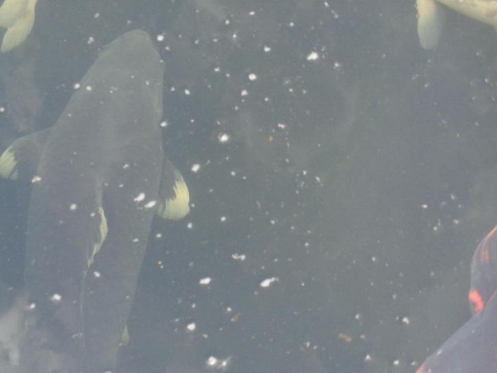Hajiro koi enkele nieuwe foto's, Dieren en Toebehoren, Vissen | Vijvervissen, Karper of Koi