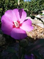 Diverse hibiscus op stam, Tuin en Terras, Planten | Tuinplanten, Ophalen