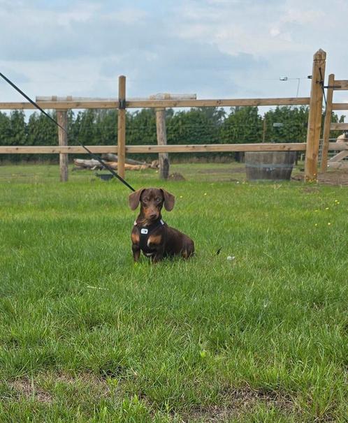 Sociaal en mooi kaninchen/kleine dwerg teckel reutje, Dieren en Toebehoren, Honden | Teckels en Dashonden, Reu, Korthaar, Dwerg