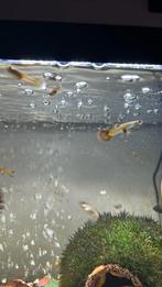 baby guppy's, Dieren en Toebehoren, Vis, Zoetwatervis