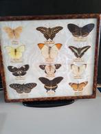 Vlinders in een frame, Ophalen of Verzenden, Zo goed als nieuw