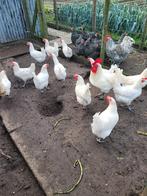 Broedeieren Poule de Bresse, Dieren en Toebehoren, Pluimvee