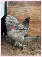 Brahma GROOTHOENDER BLAUW broedeieren, Dieren en Toebehoren, Geslacht onbekend, Kip