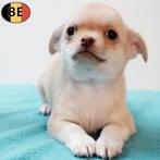Chihuahua - schattige Belgische pups te koop, Dieren en Toebehoren, Parvo, België, Handelaar, 8 tot 15 weken