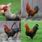 diverse hanen, Dieren en Toebehoren, Pluimvee, Mannelijk, Kip