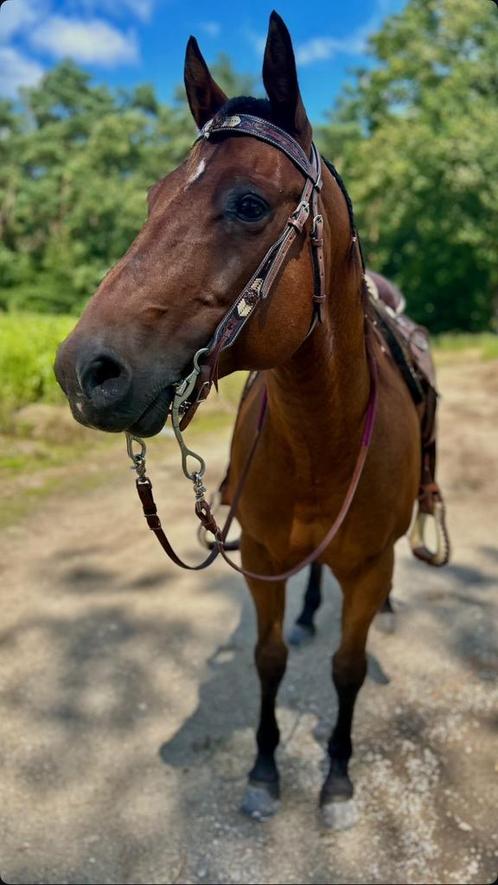 GEZOCHT, Dieren en Toebehoren, Paarden en Pony's | Beschermers, Nieuw, Overige toepassingen, Ophalen of Verzenden