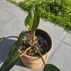Philodendron red congo, Ophalen