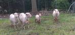 2 oude ooien met elk 1 ram lam, Dieren en Toebehoren, Schaap, 6 jaar of ouder, Meerdere dieren