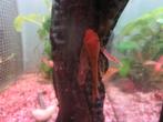 RED-FIRE Ancistrus Longfin per koppel, Dieren en Toebehoren, Vis, Zoetwatervis