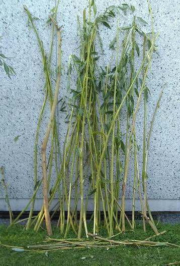 Branches de saule fraîchement élagué  beschikbaar voor biedingen