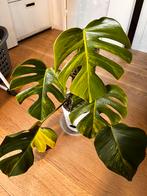 Mooie monstera Aurea variegata, Huis en Inrichting, Kamerplanten, Ophalen