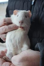 Gladhaarcavia beer, Dieren en Toebehoren, Knaagdieren, Oktober, Mannelijk, Tam