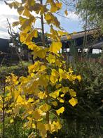 Ginkgo Biloba, Tuin en Terras, Planten | Bomen, Ophalen