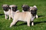Mopshond pups te koop, 15 weken tot 1 jaar, Overige rassen, Buitenland, CDV (hondenziekte)
