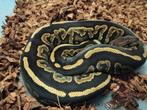 Verschillende Ball python vrouwen, Slang, Tam, 3 tot 6 jaar