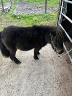 Super mooi merrietje, Dieren en Toebehoren, Merrie, Niet van toepassing, Gechipt, 11 jaar of ouder