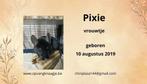 Dixie en Pixie zoeken een mooie thuis, Dieren en Toebehoren, Knaagdieren, Augustus, Vrouwelijk, Chinchilla