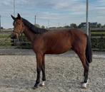 Jaarling hengst, Dieren en Toebehoren, Paarden, Hengst, Onbeleerd, Springpaard, 0 tot 2 jaar