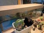 Aquarium, Dieren en Toebehoren, Vissen | Aquaria en Toebehoren, Ophalen, Gebruikt