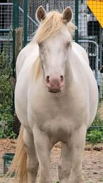 Lieve connemara pony ruin 4 jaar, Dieren en Toebehoren, Paarden, Ruin, Zadelmak, Gechipt, 3 tot 6 jaar